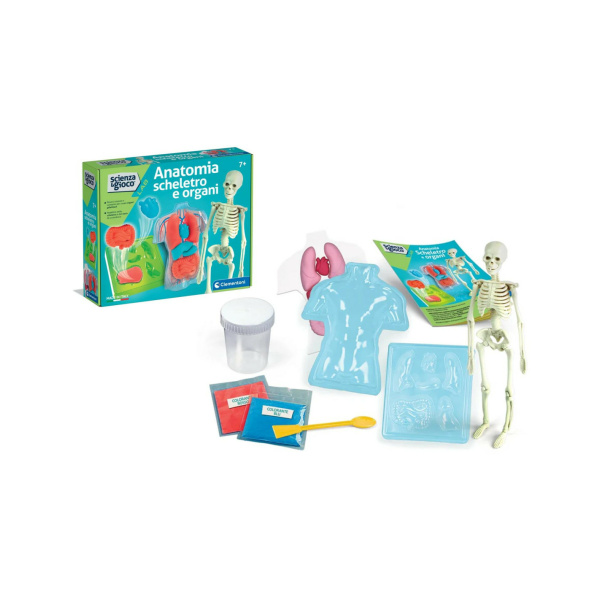 Scienza & Gioco - Anatomia Scheletro e Organi -19414