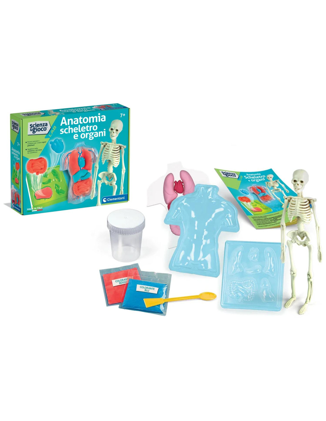 Scienza & Gioco - Anatomia Scheletro e Organi -19414